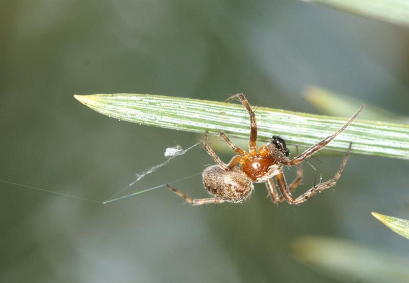 Araniella_displicata_D3011_Z_90_NP De Hoge Veluwe_Nederland.jpg